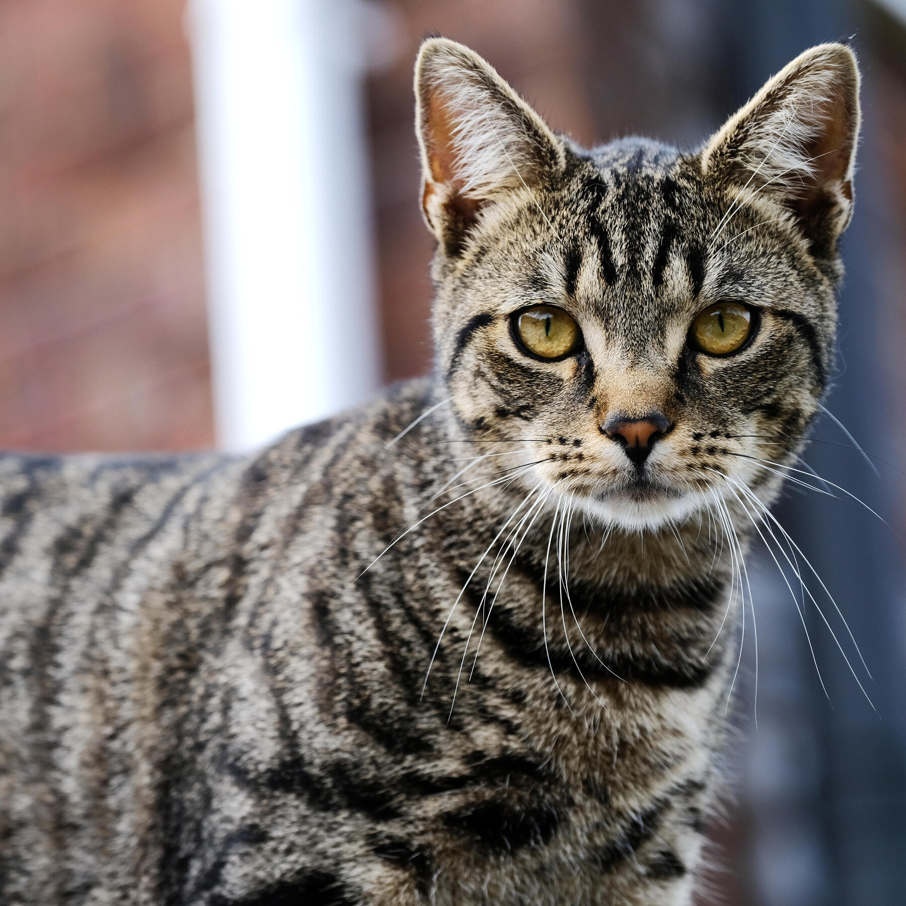 Unregistered Individuals Feeding Stray Cats Face € 50 Penalty