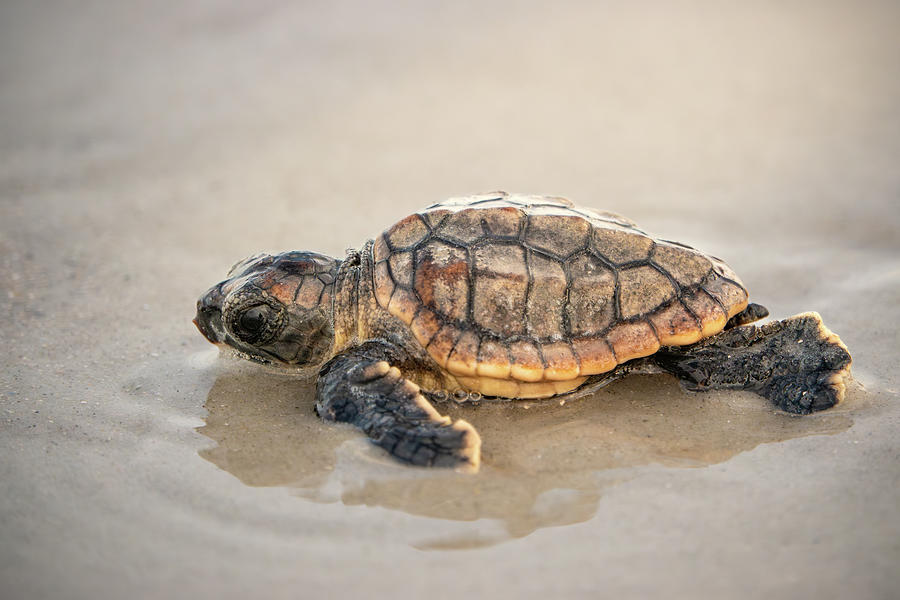 loggerhead sea turtle hatchling amelia island florida dawna moore photography