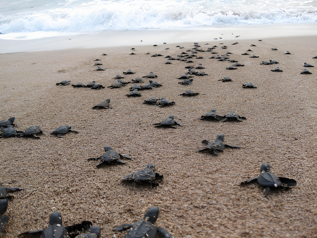 Conservation Efforts Pay Off 47 Loggerhead Turtles Hatch at Gnejna Nesting Site