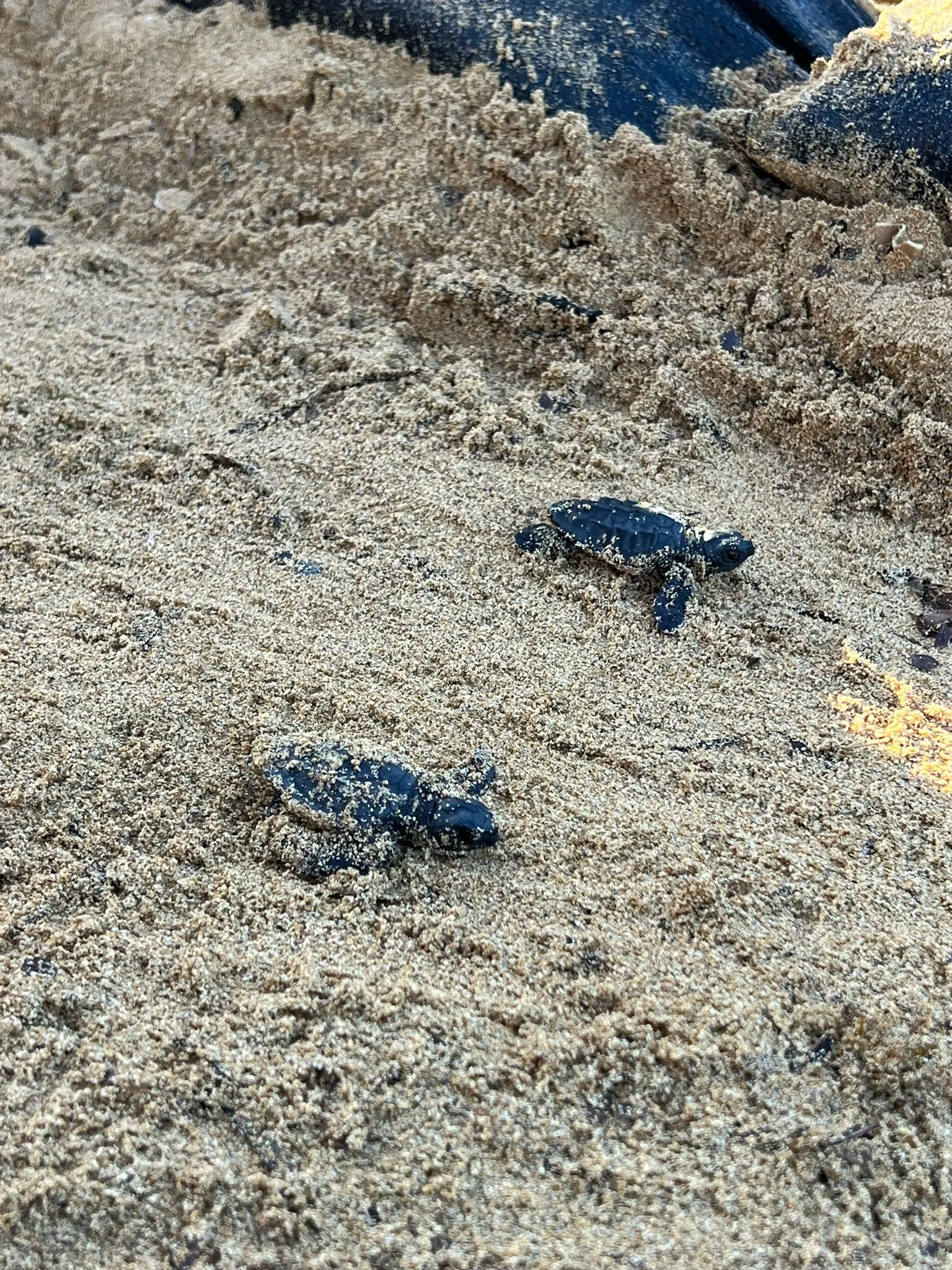 406 Turtle Hatchlings Mark Successful Season in Malta 1 Nest 2 Dig day 2024 1
