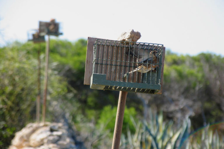 Controversy Between FKNK and Birdlife Malta on Bird Protection