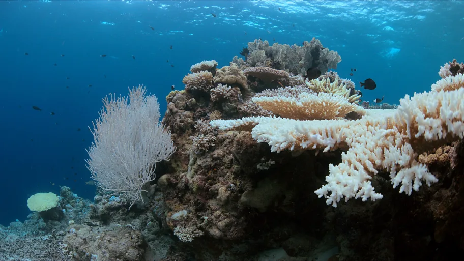 Coral Mortality Crisis: 72% Loss in Great Barrier Reef