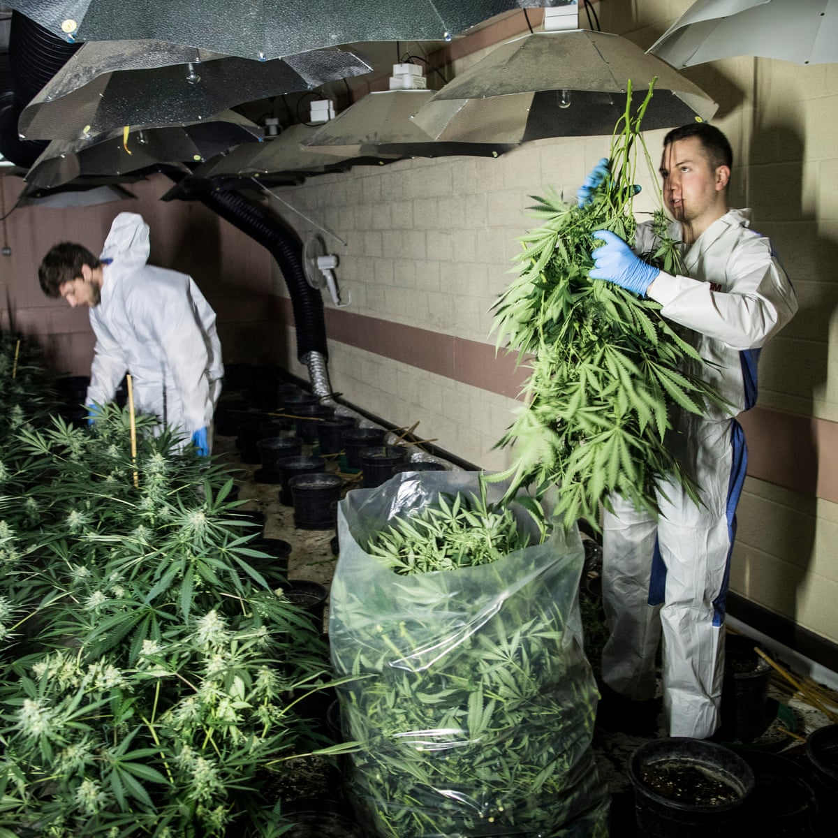 Man Admits to Trafficking Synthetic Cannabis, Remanded in Custody 7 4500