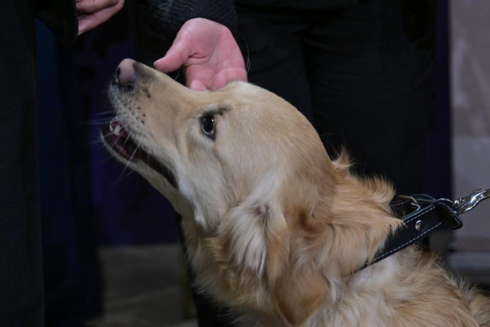 Five Service Dogs Graduate at San Anton Palace 3 96a2cc266054f15b2b8e9a8e0423fe6f6b9b5697 1771255460 9eaa4812 960x640 1