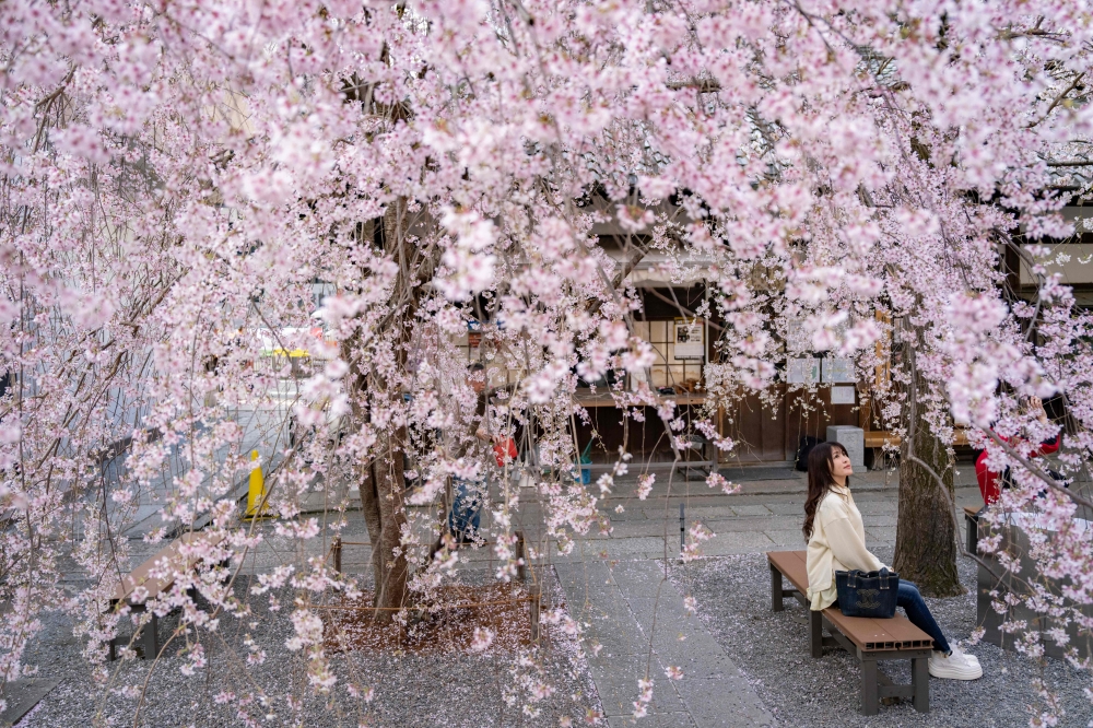 Japan's Cherry Blossom Season: A Dazzling Spectacle 4 333038