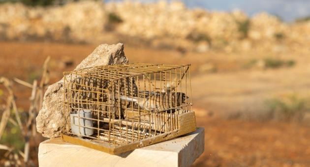 EU ‘Assessing’ Malta’s Response to Bird Trapping Ruling